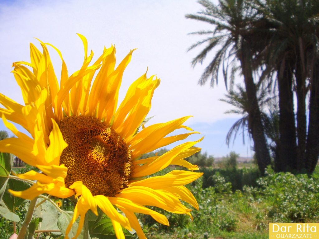 Photo of a beautiful sunflower in Tassoumaat river bank in Ouarzazate