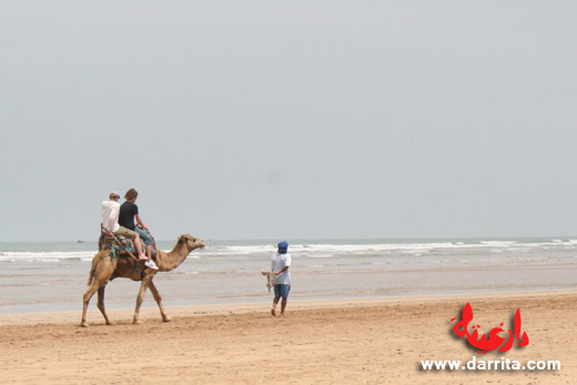 Camel trekking in Essaouira beach Morocco