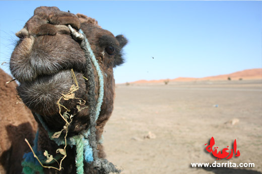 Camel trekking Morocco