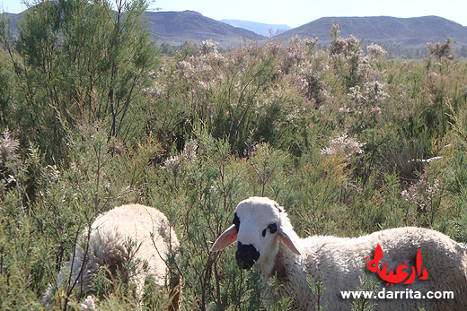 Photo of sheep in the river in Tassoumaat