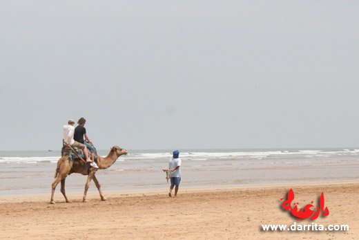 passeio de camelos na praia de Essaouira