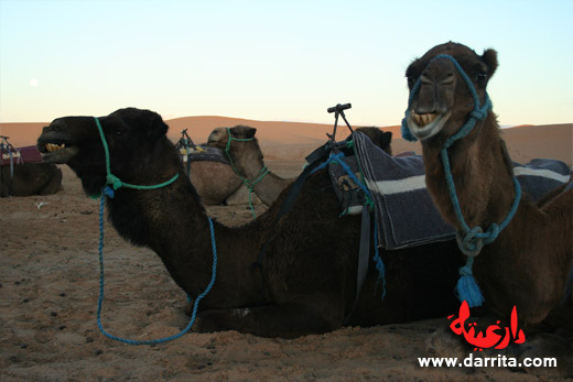 Camelo perto das Dunas de Erg Chebbi - Merzouga, Sul de Marrocos
