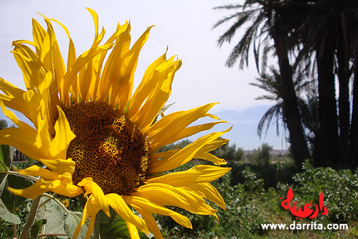 Photo of a beautiful sunflower in Tassoumaat river bank in Ouarzazate