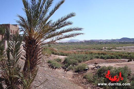 Photo of the river bank in Tassoumaat district in Ouarzazate