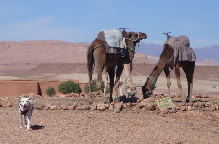 Jana em Ait Benhaddou, Ouarzazate, com os Camelos