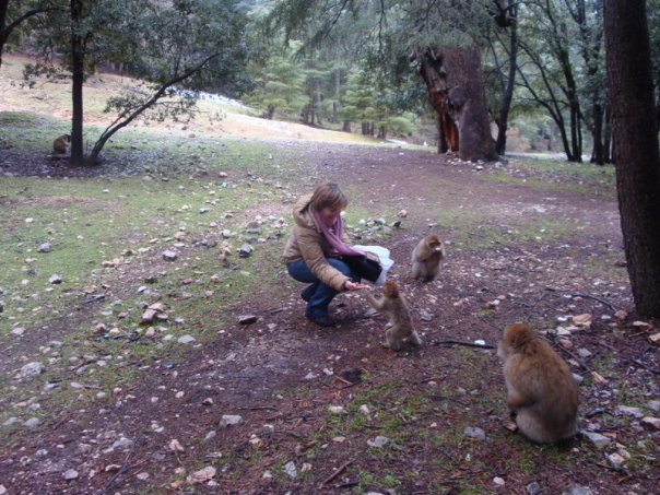 Macacos na Floresta do Parque Nacional de Ifrane Montanhas do Atlas Marrocos