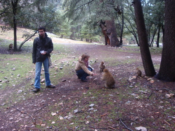 Macacos na Floresta do Parque Nacional de Ifrane Montanhas do Atlas Marrocos