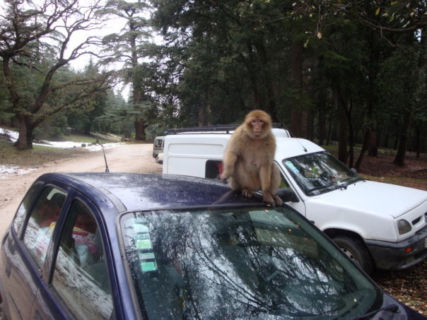 Macacos na Floresta do Parque Nacional de Ifrane Montanhas do Atlas Marrocos